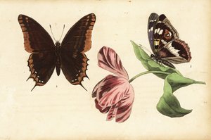 Two-tailed Pasha and Purple Emperor, and Tulip by Unknown